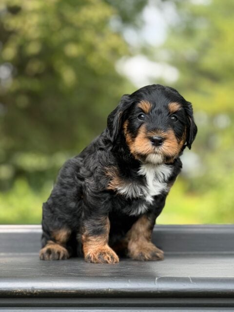 bernedoodle puppy