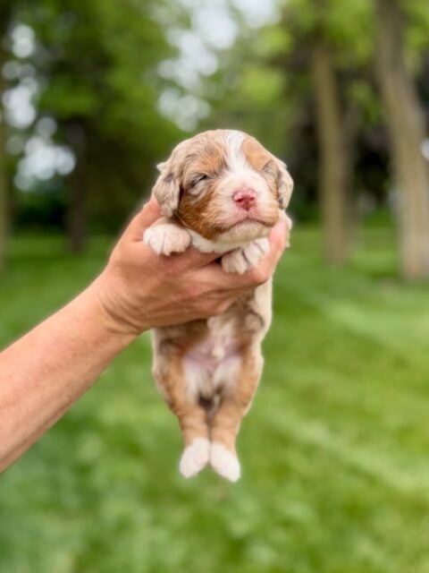 bernedoodle puppy