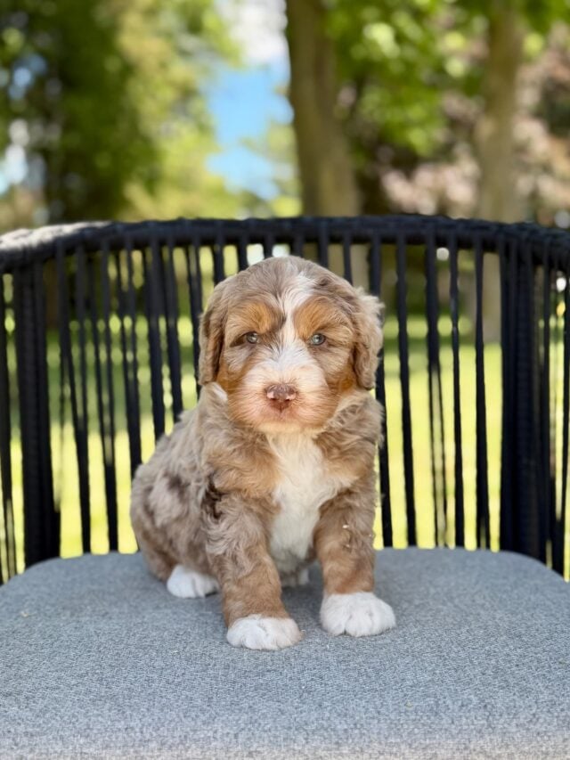 bernedoodle puppy