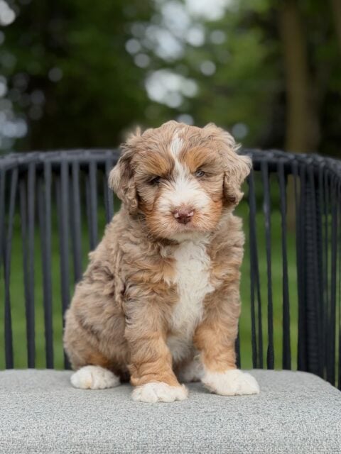 bernedoodle puppy