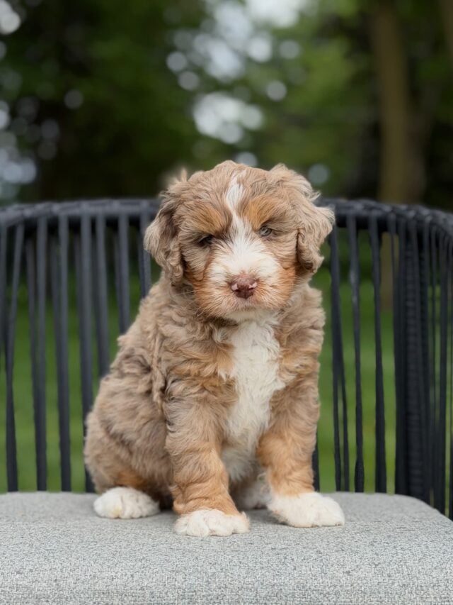 bernedoodle puppy