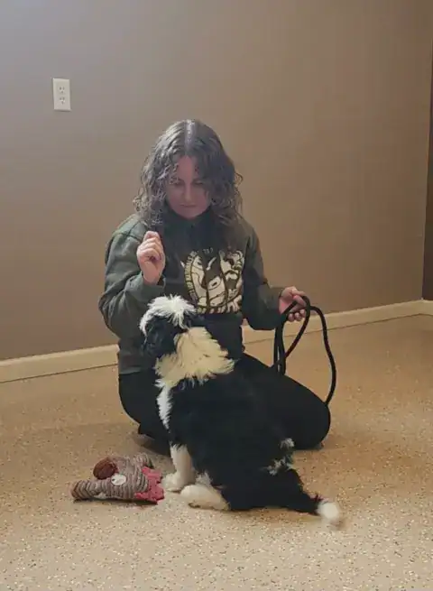 Bernedoodle learning to sit on demand