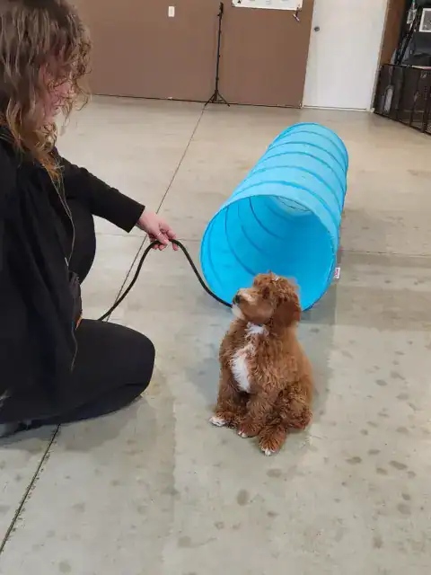 Goldendoodle at training class.