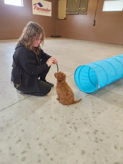 Trainer rewarding a Goldendoodle with a treat for a job well done.