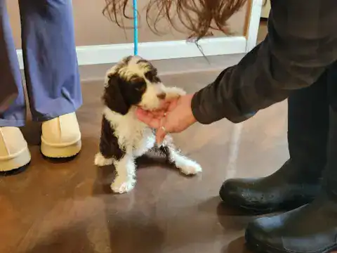 Trainer asking for a shake from a Bernedoodle