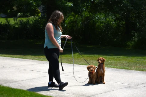 Trainer training Goldendoodles for their owners