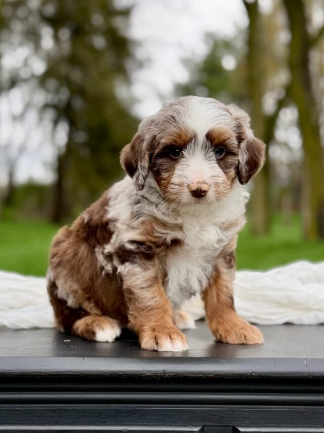 bernedoodle puppy