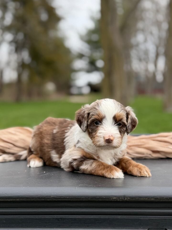bernedoodle puppy