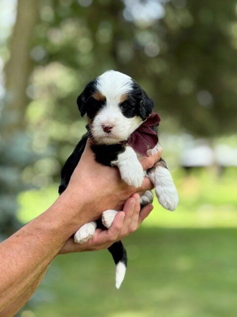 bernedoodle puppy