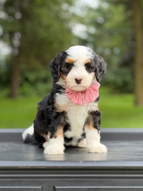 bernedoodles puppy