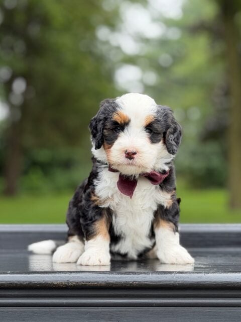 bernedoodle puppy