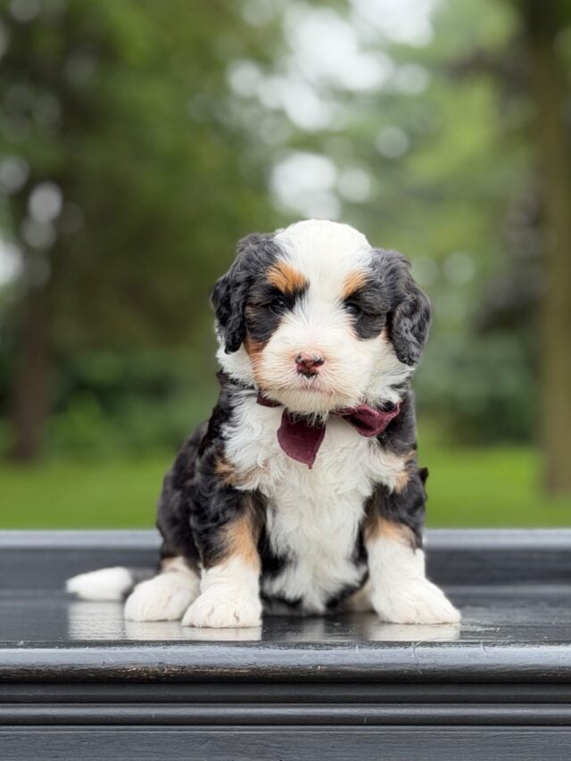 bernedoodle puppy