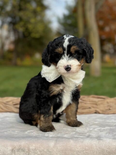 bernedoodle puppy