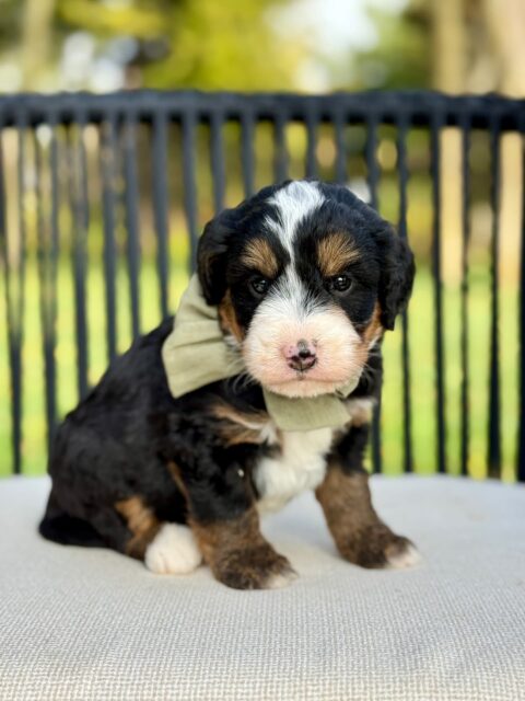 bernedoodle puppy