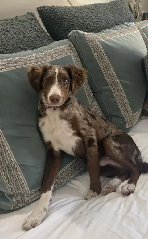 Image of unfurnished Bernedoodle