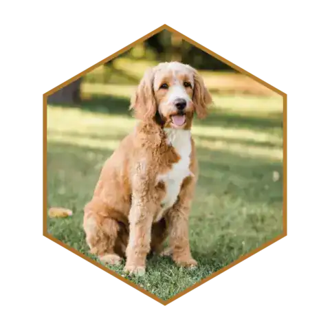 Unfurnished Goldendoodle