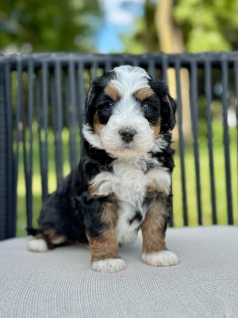 bernedoodle puppy