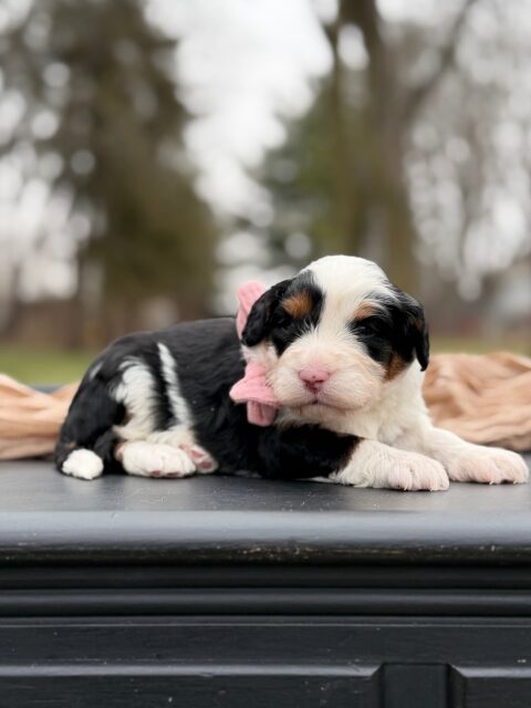 bernedoodle puppy