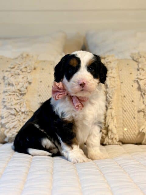 bernedoodle puppy