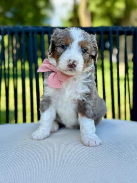 bernedoodle puppy