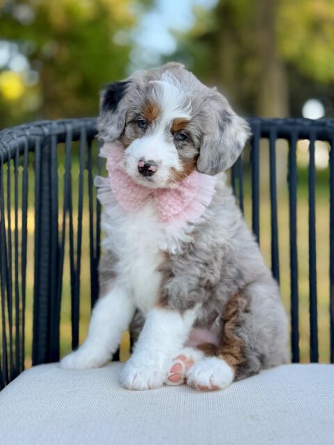 bernedoodle puppy