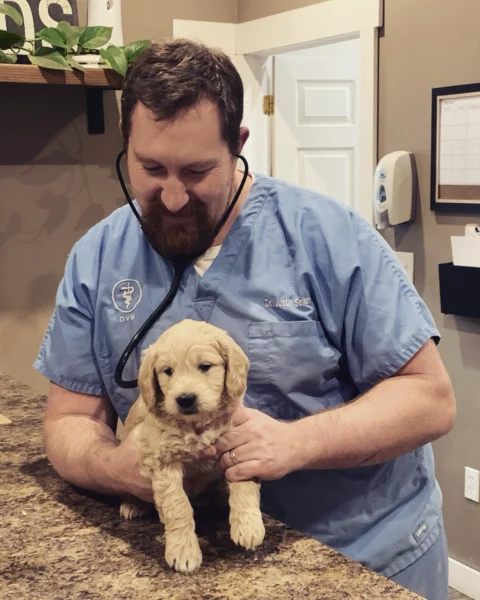 Vet checks out Goldendoodle to make sure she is healthy
