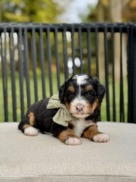 bernedoodle puppy