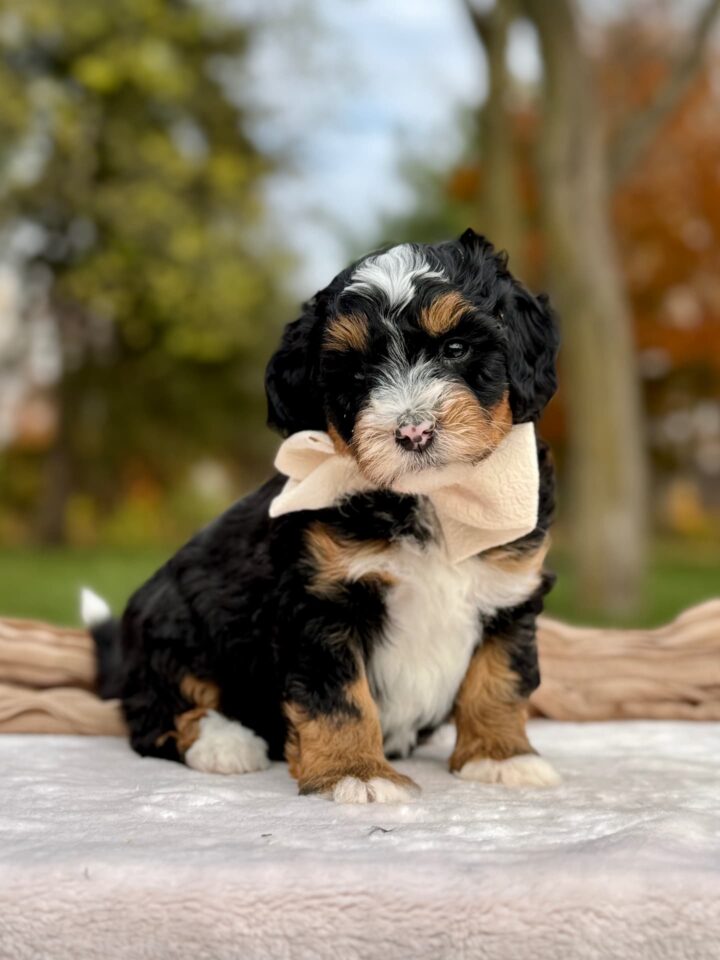 bernedoodle puppy