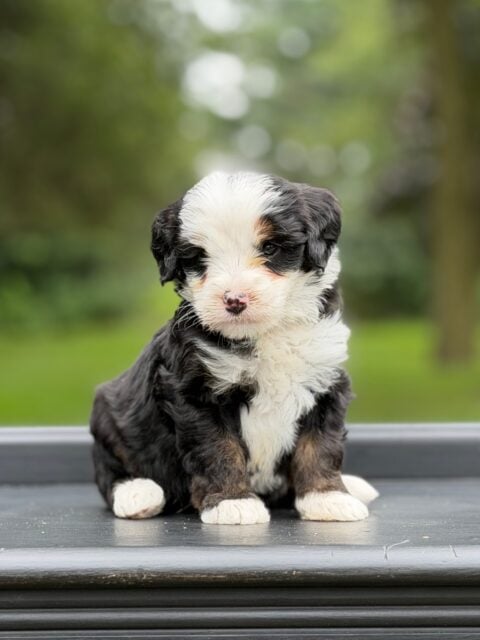bernedoodle puppy