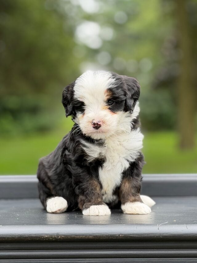 bernedoodle puppy