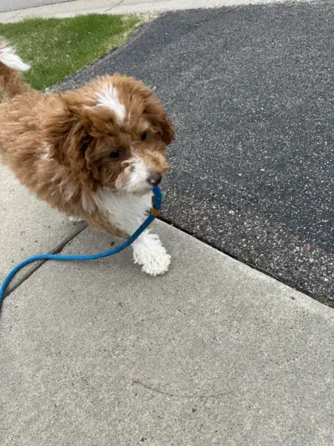 Going on a walk to her favorite park.