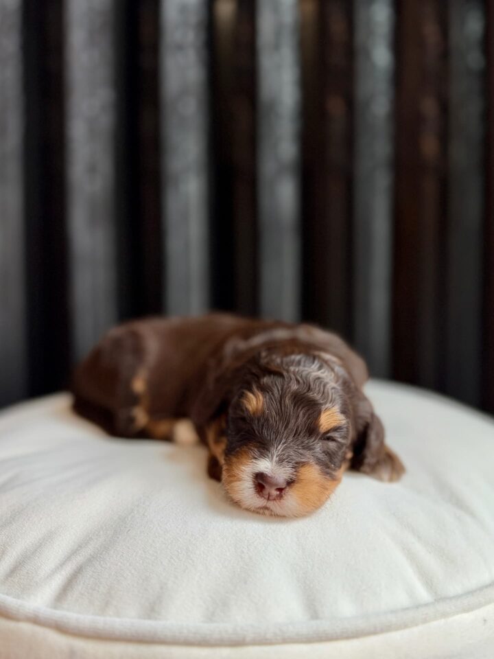 bernedoodle puppy