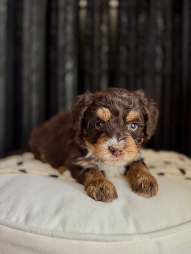 bernedoodle puppy