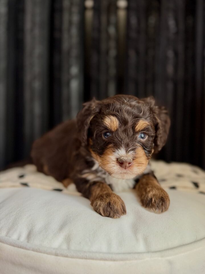 bernedoodle puppy