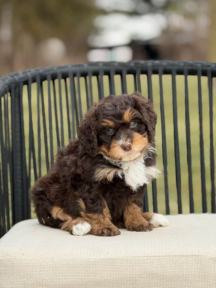 bernedoodle puppy