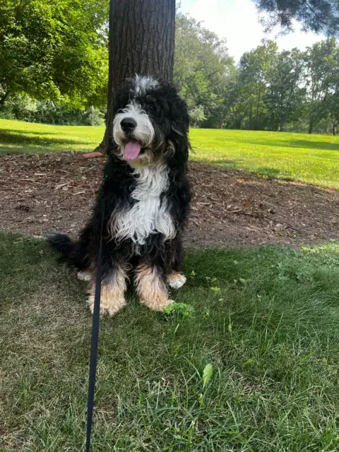 Wavy coat furnished Bernedoodle enjoying the park