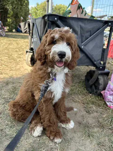 A wavy coat Goldendoodle waiting for the show to start.