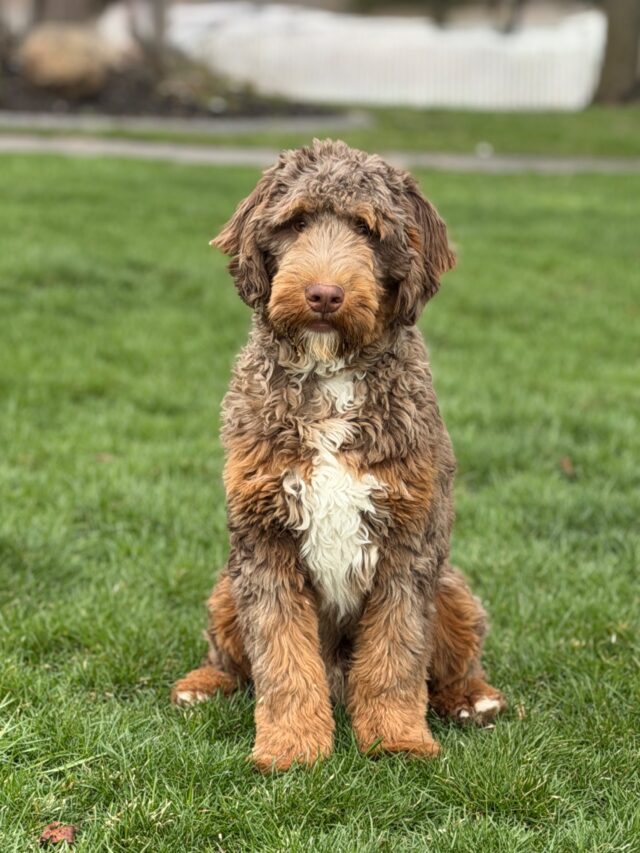 bernedoodle stud