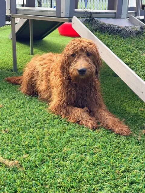 Goldendoodle wet after being outside in the rain and playing around.