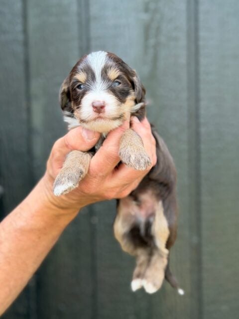 bernedoodle puppy