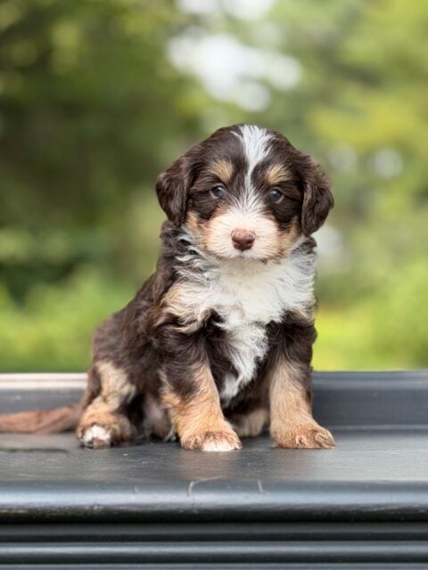 bernedoodle puppy