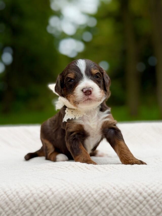 bernedoodle puppy