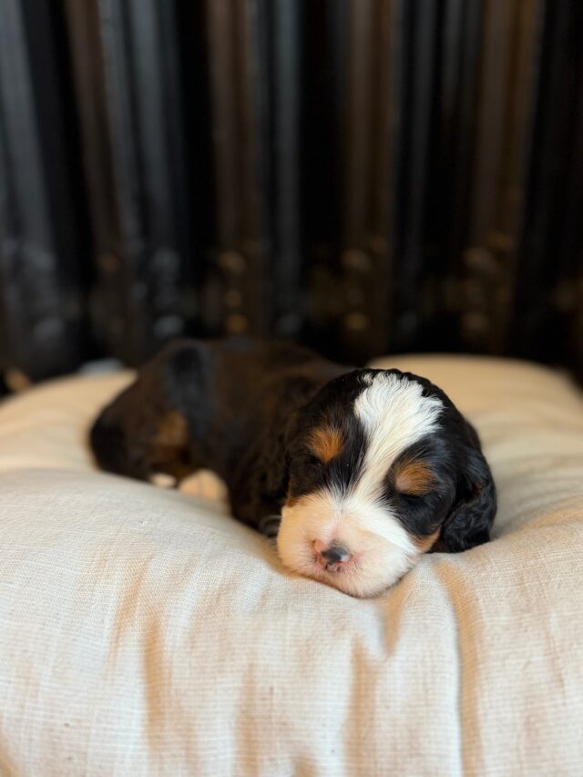 bernedoodle puppy