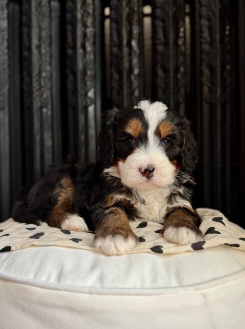 bernedoodle puppy