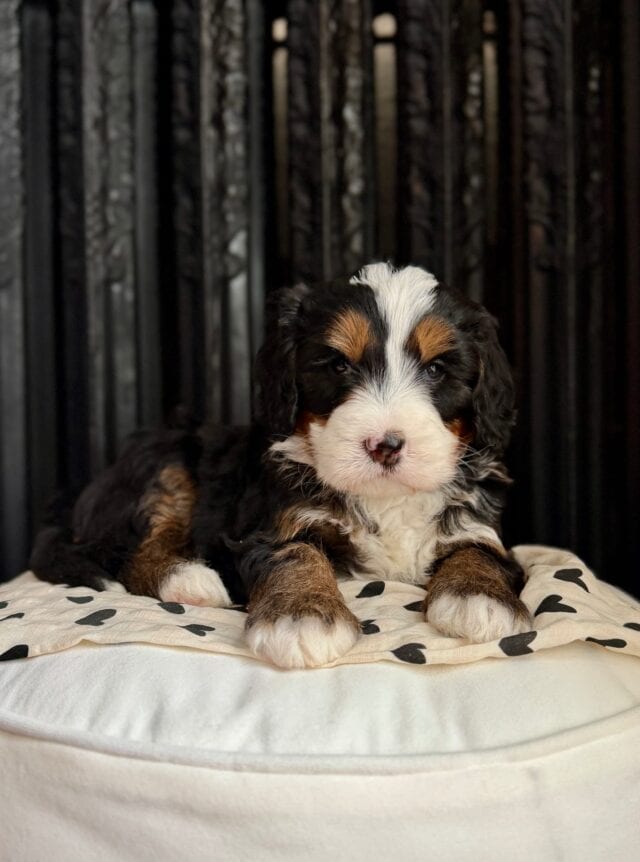 bernedoodle puppy