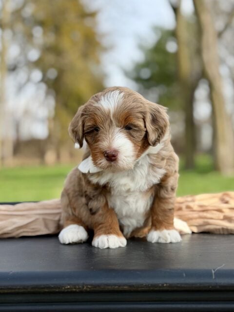 bernedoodle puppy