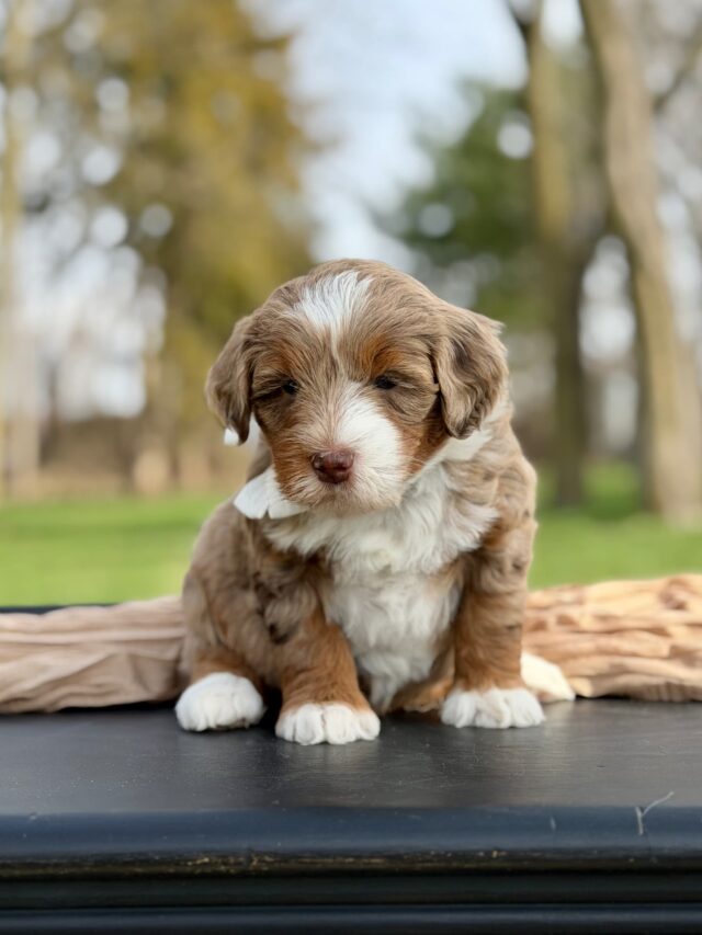bernedoodle puppy
