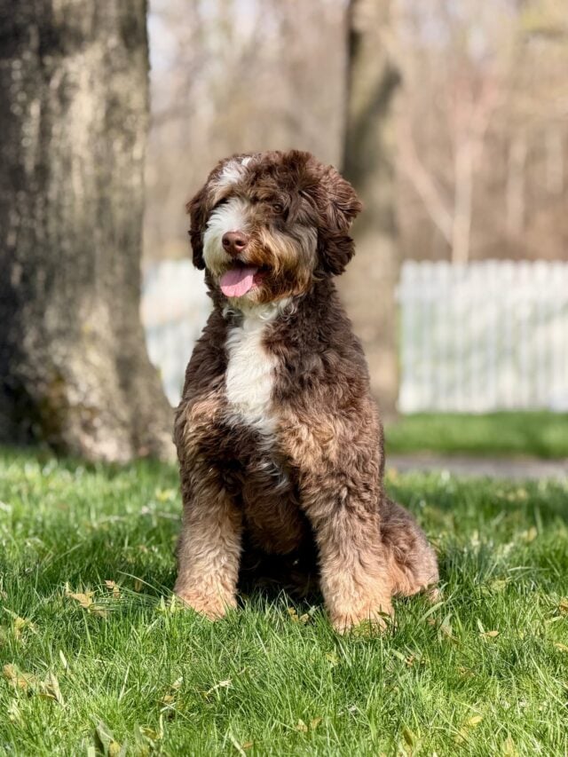 bernedoodle mom