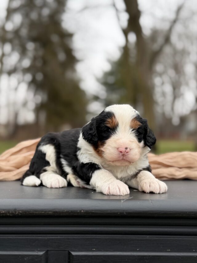 bernedoodle puppy