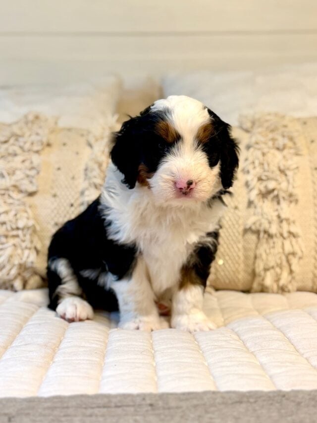 bernedoodle puppy